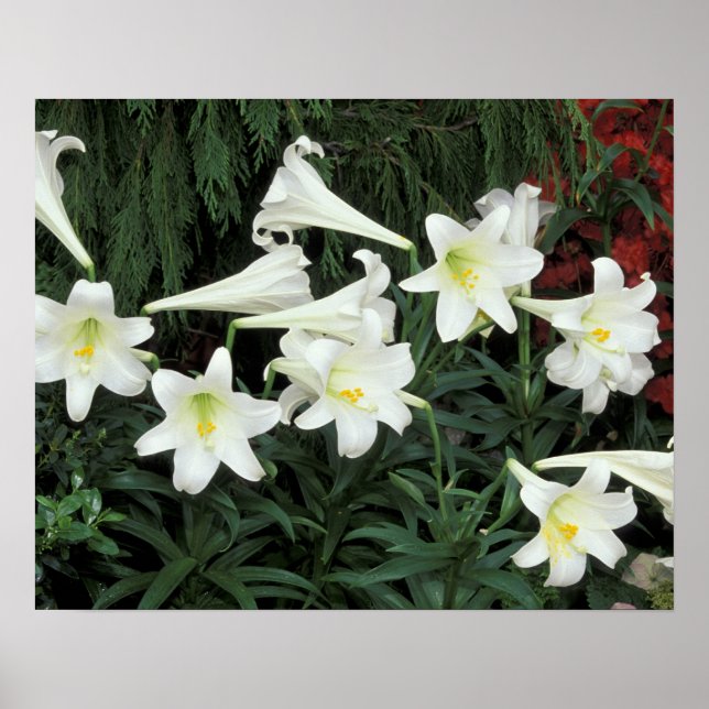 Póster Lily de Pascua (Lilium regale) (Frente)