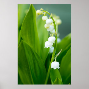 Póster Lily del Valle