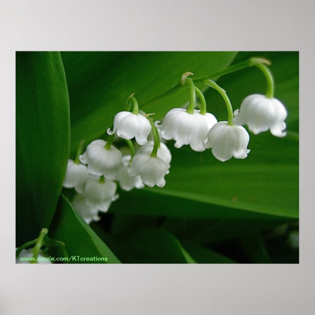 Póster Lily del Valle (Frente)