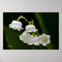 Lily del Valle