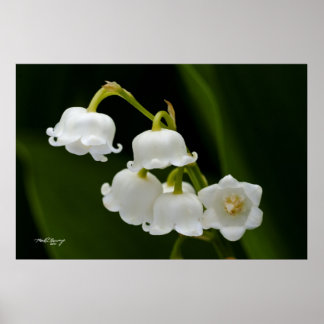 Póster Lily del Valle