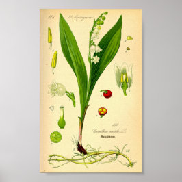 Póster Lily del Valle (Convallaria majalis)