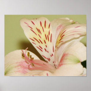 Póster Lily encantadora