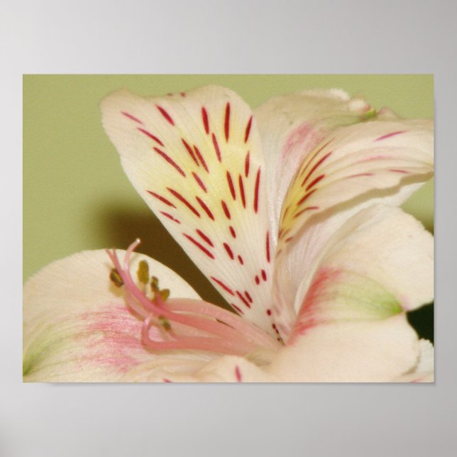 Póster Lily encantadora (Frente)