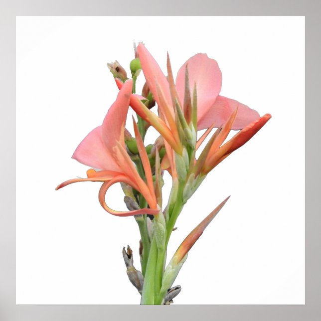 Póster Lily Flower (Frente)