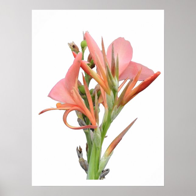Póster Lily Flower (Frente)