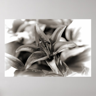 Póster Lily in Black and White