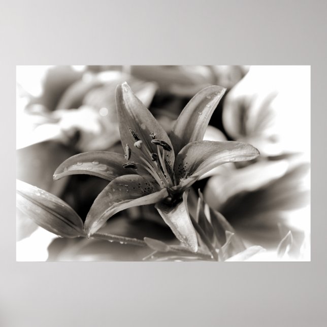 Póster Lily in Black and White (Frente)