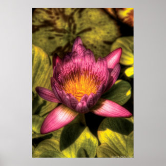 Póster Lily - La flor de loto