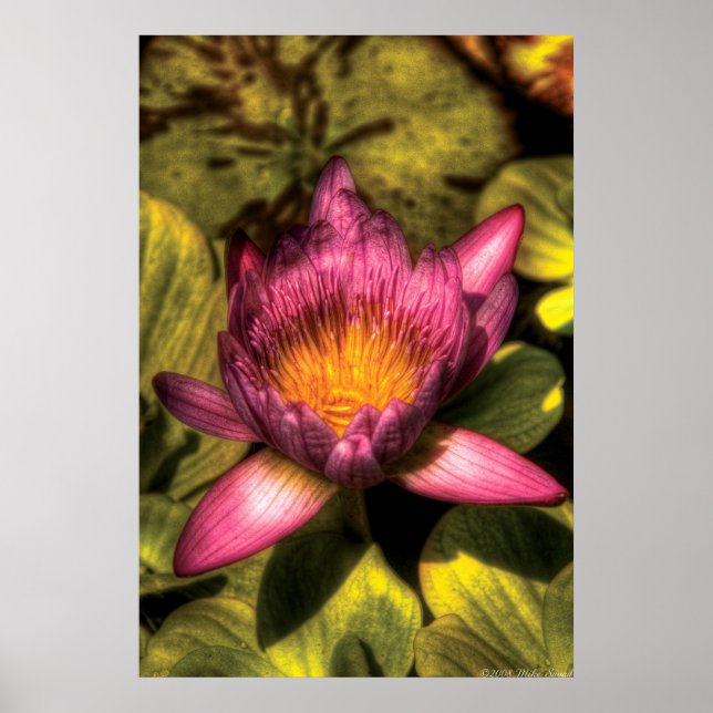 Póster Lily - La flor de loto (Frente)