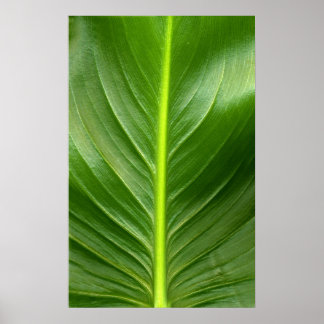 Póster Lily Leaf