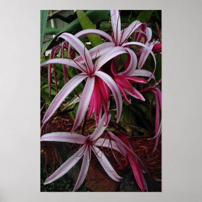 Póster Lily morada de la Reina Emma (Frente)
