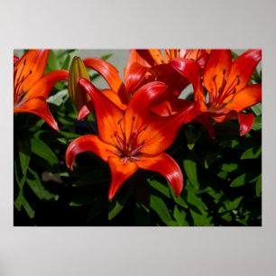 Póster Lily, Naranja Rosa Oscuro