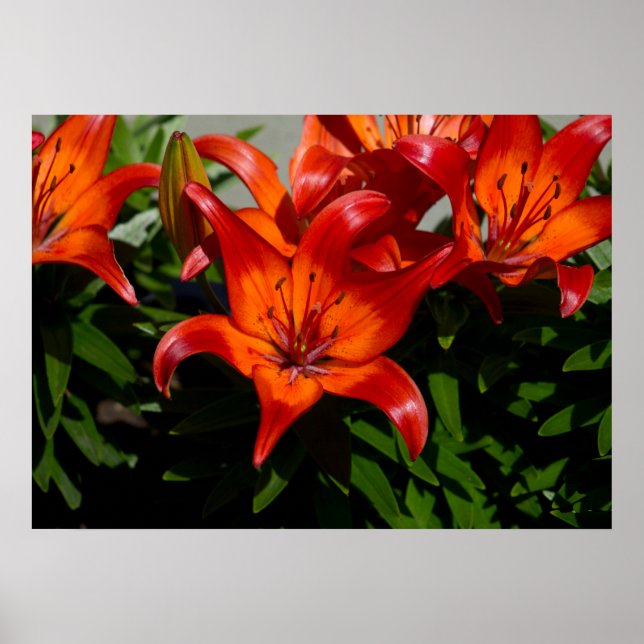 Póster Lily, Naranja Rosa Oscuro (Frente)