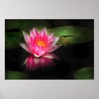 Póster Lily - Nymphaea Gloriosa - Intensidad
