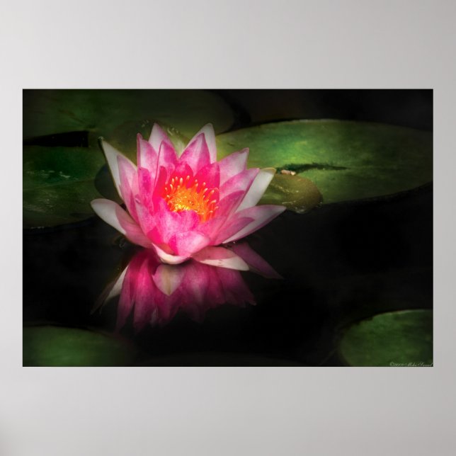 Póster Lily - Nymphaea Gloriosa - Intensidad (Frente)