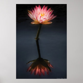 Póster Lily - Nymphaea Jack Wood - Reflexión