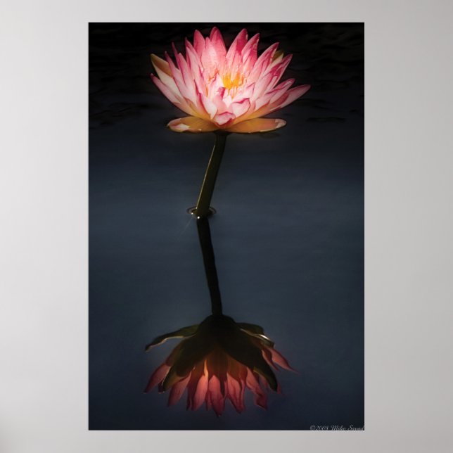 Póster Lily - Nymphaea  Jack Wood - Reflexión (Frente)