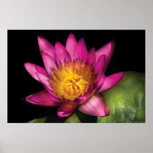 Póster Lily - Nymphaea  Rubí - Pasión