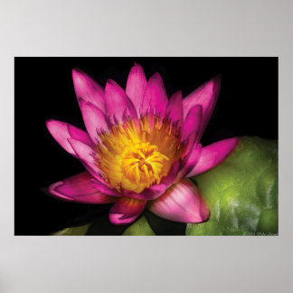 Póster Lily - Nymphaea  Rubí - Pasión