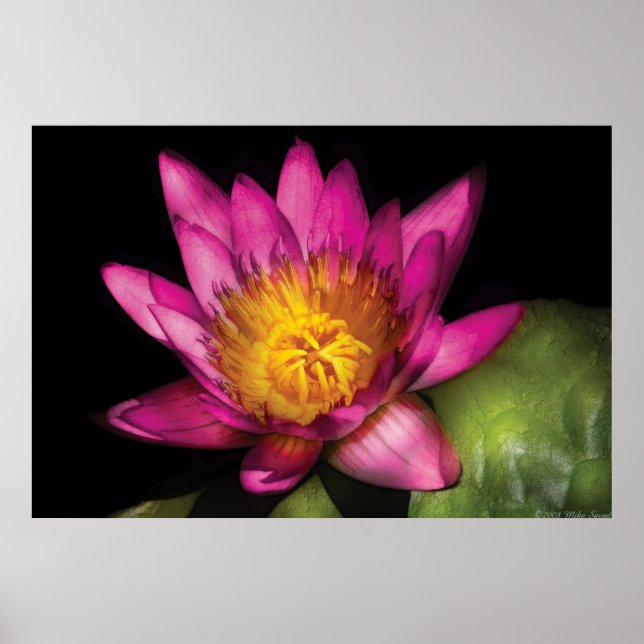 Póster Lily - Nymphaea  Rubí - Pasión (Frente)