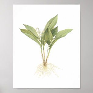 Póster Lily-of-the-valley(Convallaria majalis) de Redouté