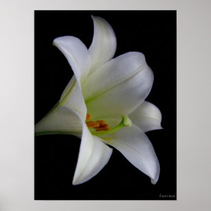 Póster Lily on Black No. 1