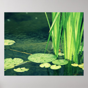 Póster Lily Pad Pond Poster