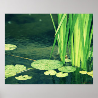 Póster Lily Pad Pond Poster