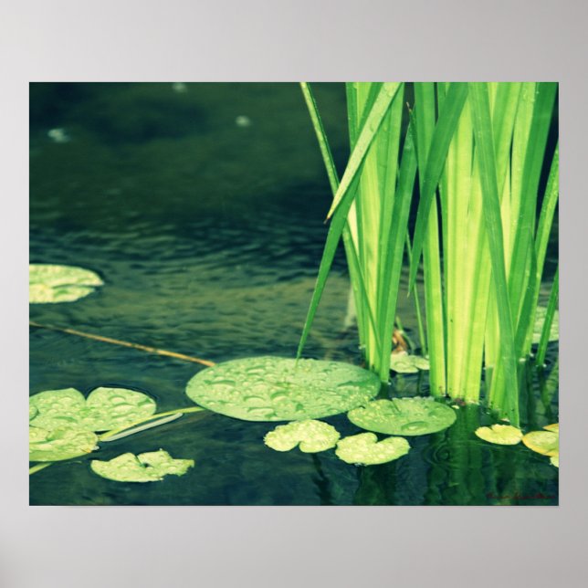 Póster Lily Pad Pond Poster (Frente)