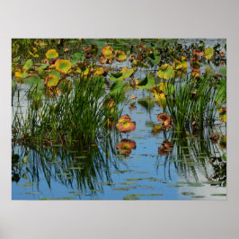 Póster Lily Pads sobre la fotografía del río Misisipi