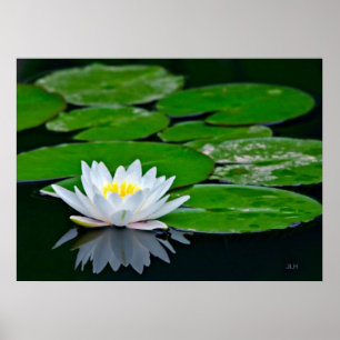 Póster Lily Pads y Lotus