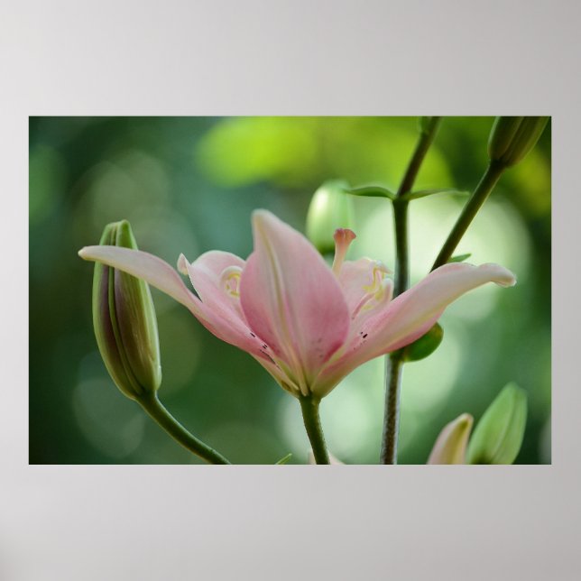 Póster Lily rosa de Shirley Taylor (Frente)
