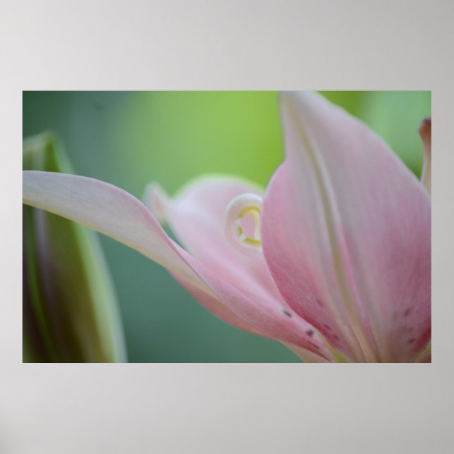 Póster Lily rosa de Shirley Taylor (Frente)