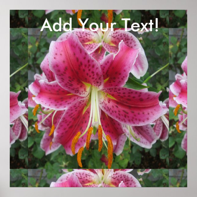 Póster Lily Stargazer Purple Flower (Frente)
