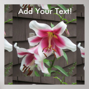 Póster Lily White Purple House Plant