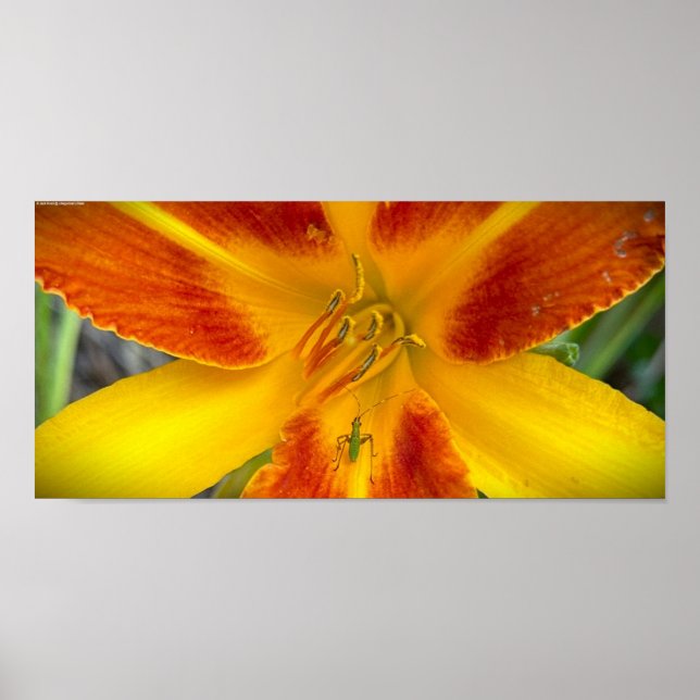 Póster Lily y Bug, (Frente)