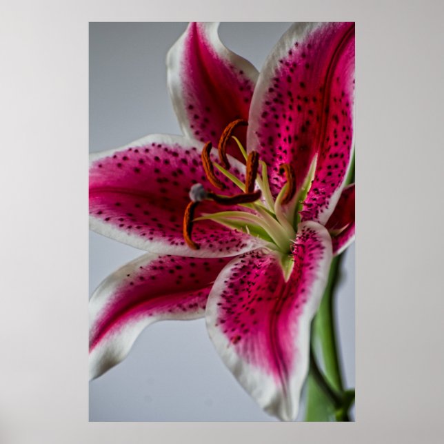 Póster Lilyessing (Frente)