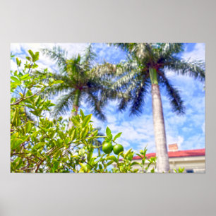 Póster Limequats en Florida