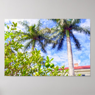 Póster Limequías de Florida