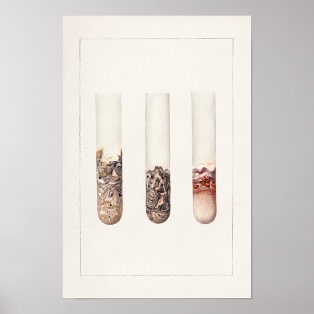 Póster Limes (Citrus Aurantiifolia) Watercolor Painting (Frente)