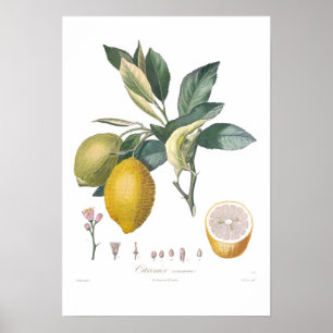 Póster Limón