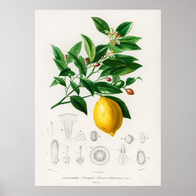 Póster Limón (Citrus Limonium) (Frente)