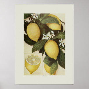 Póster Limones