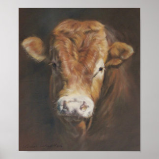 Póster Limousin Bull