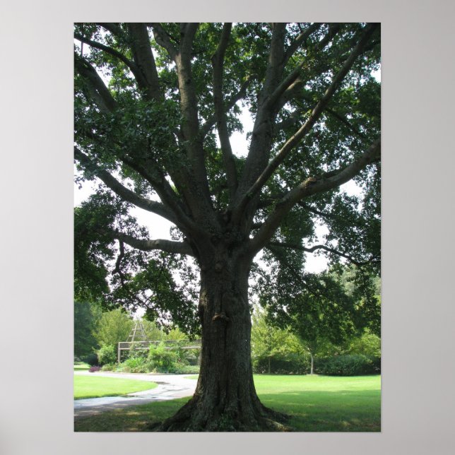 Póster Limpias (Frente)