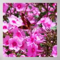 Limpieza de colibrí y Phlox 3
