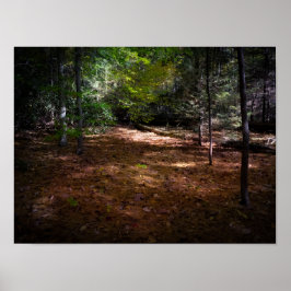 Póster Limpieza en un bosque oscuro