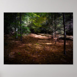 Póster Limpieza en un bosque oscuro