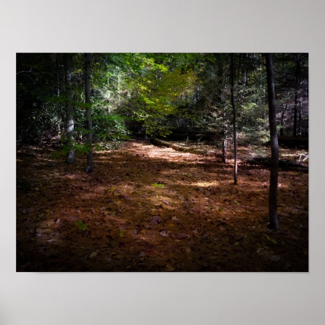 Póster Limpieza en un bosque oscuro (Frente)